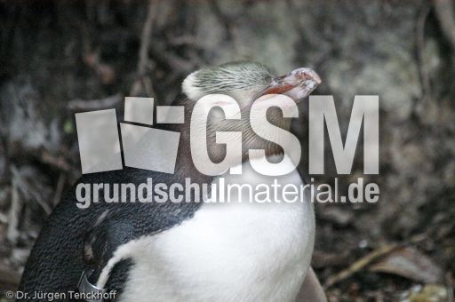 Gelbaugenpinguin (16 von 23).jpg